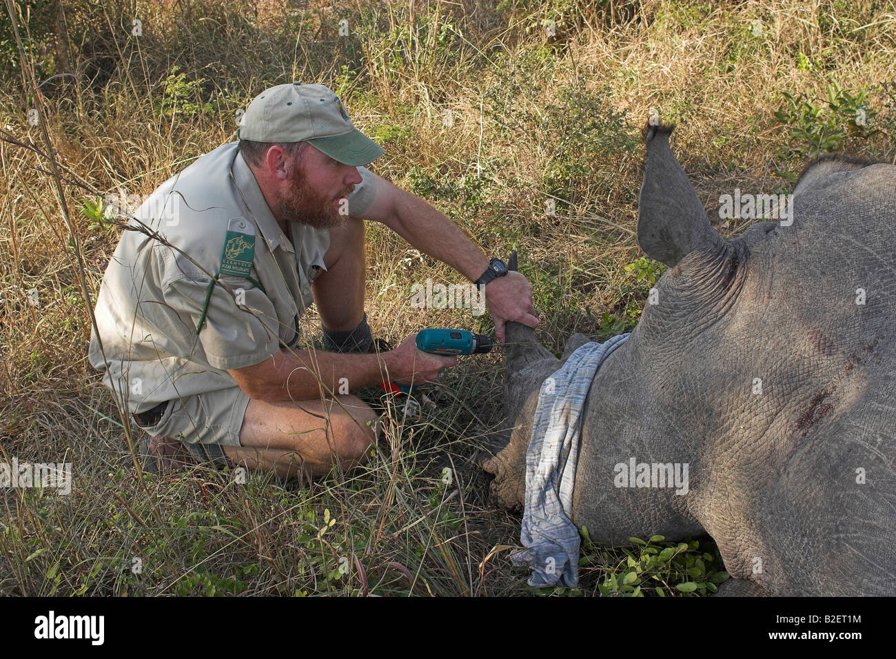 Vet drilling into a rhino's horn to implant a transmitter used to identify the origin of the horn and to control poaching Stock Photo