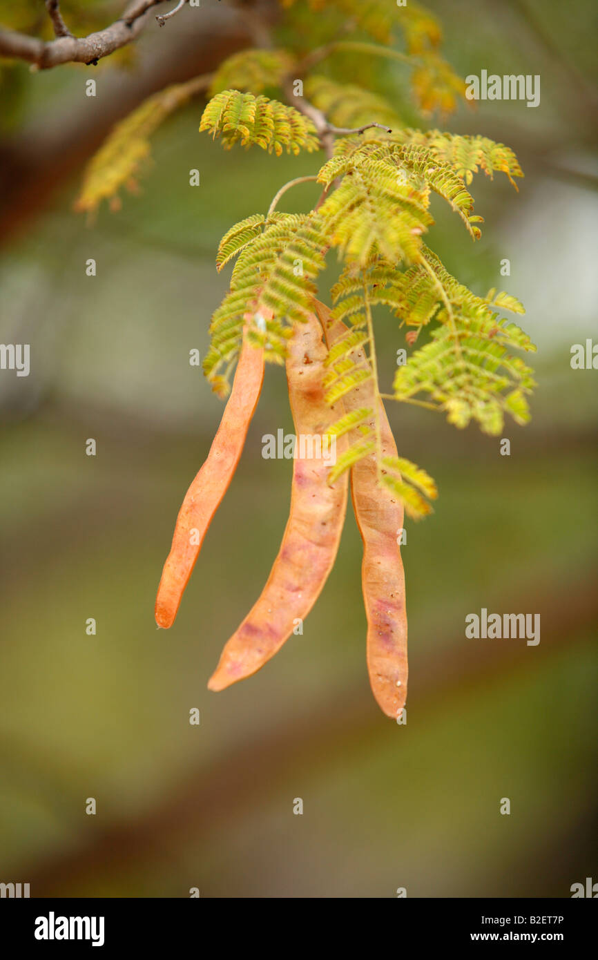 Seeds of an tree Stock Photo Alamy