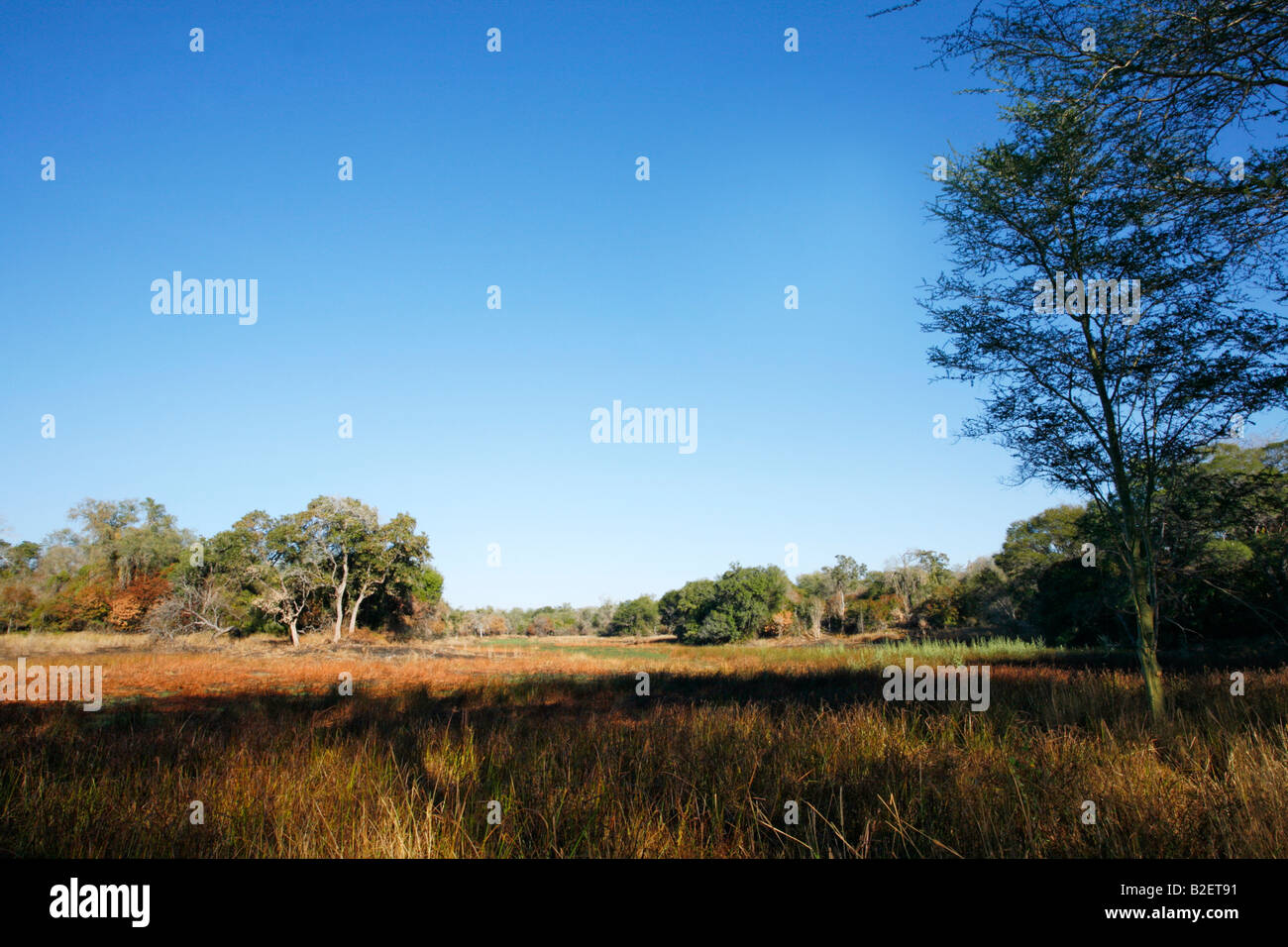 A landscape in the Zinave National park showing a seasonal wetland surrounded by dense woodland Stock Photo