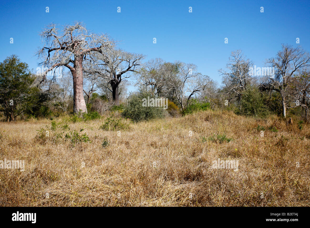 Zinave National park landscape showing the general vegetation and a baobab tree in the distance Stock Photo