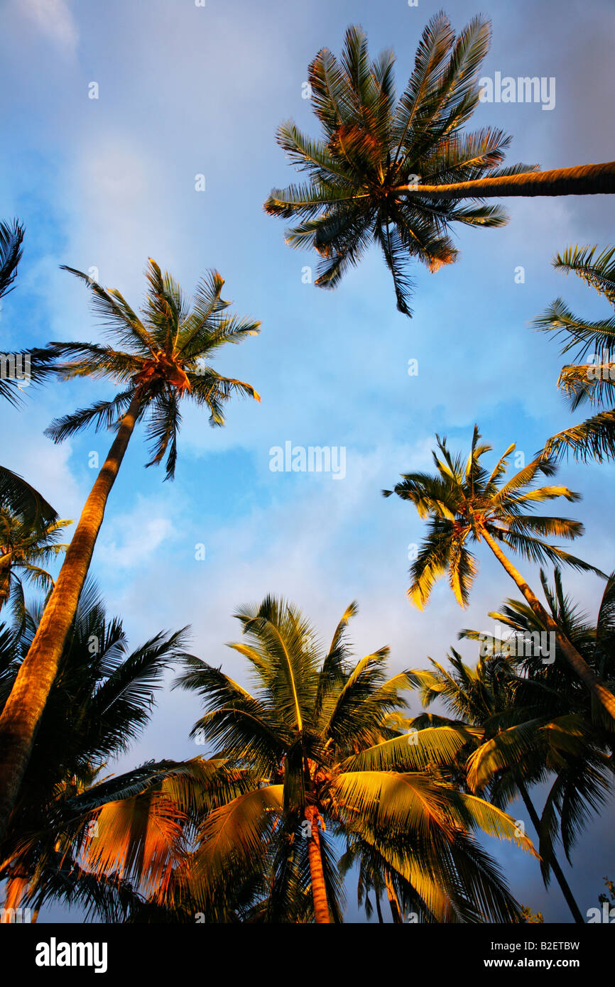Tropical coastline palm trees hi-res stock photography and images - Alamy