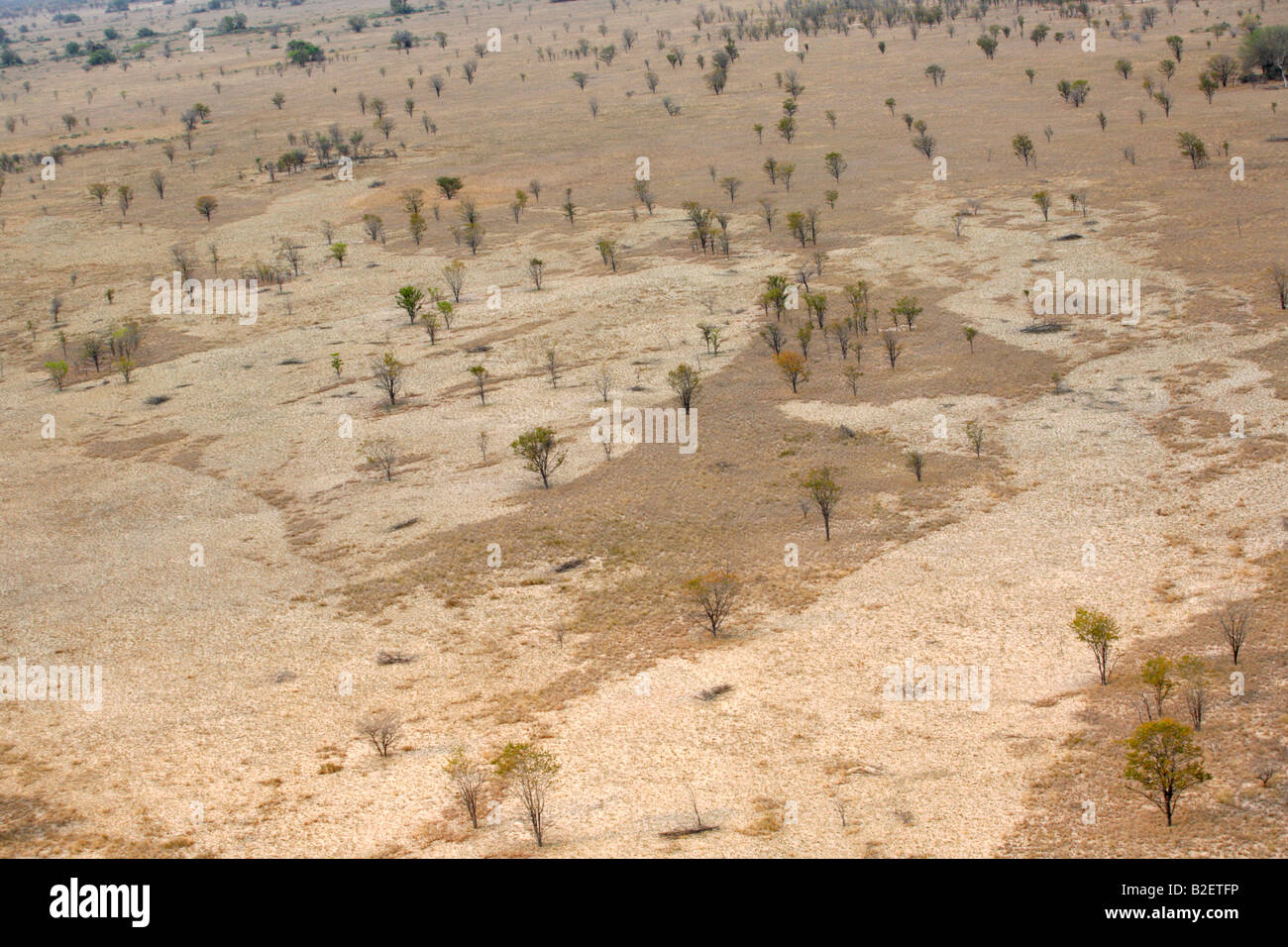 Aerial view of a sparse woodland with patches of paler grass interspersed with darker grasses Stock Photo