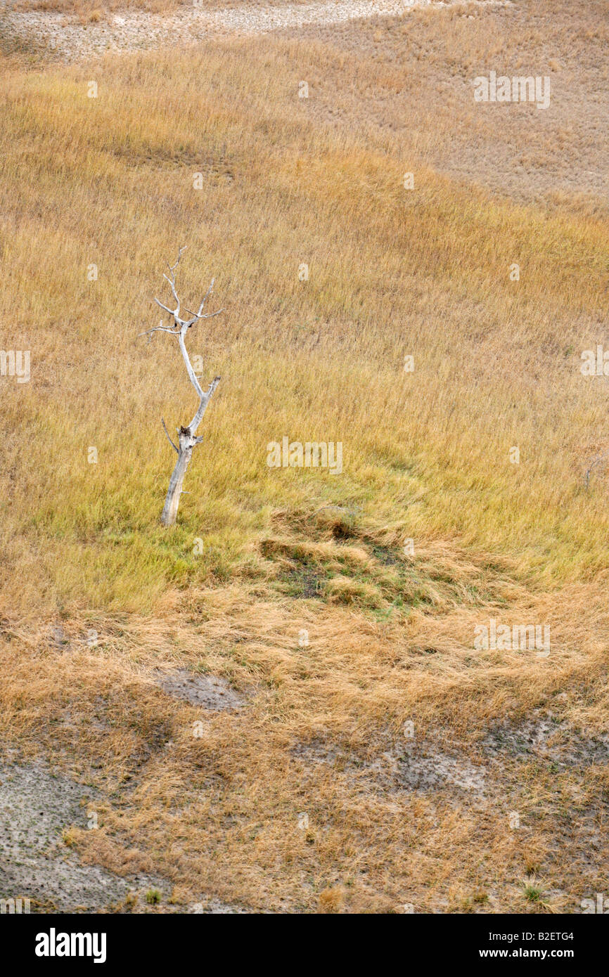 Aerial view of a lone leadwood surrounded by long grass Stock Photo
