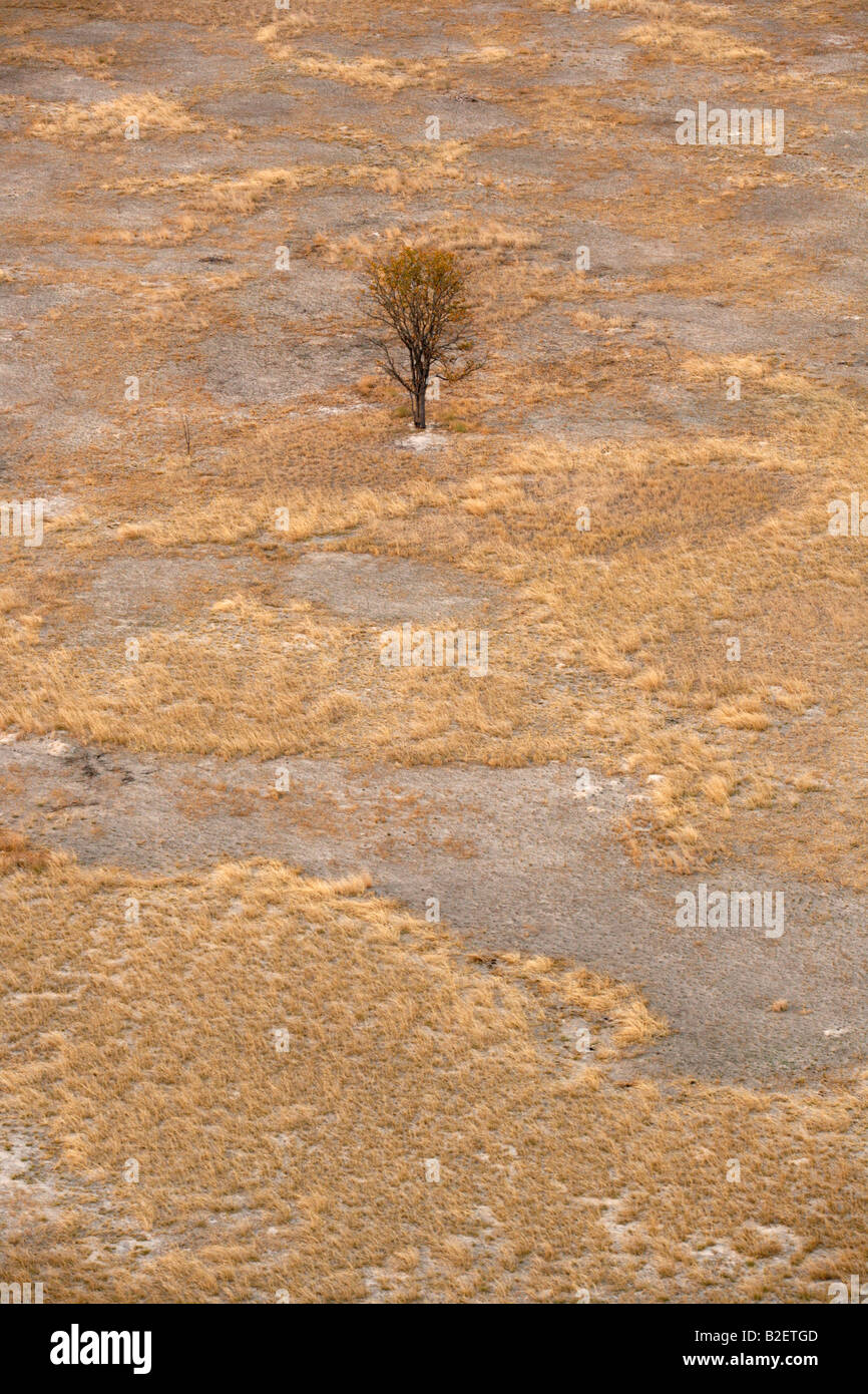Aerial view of a lone Acacia tree surrounded by patches of veld grass ...