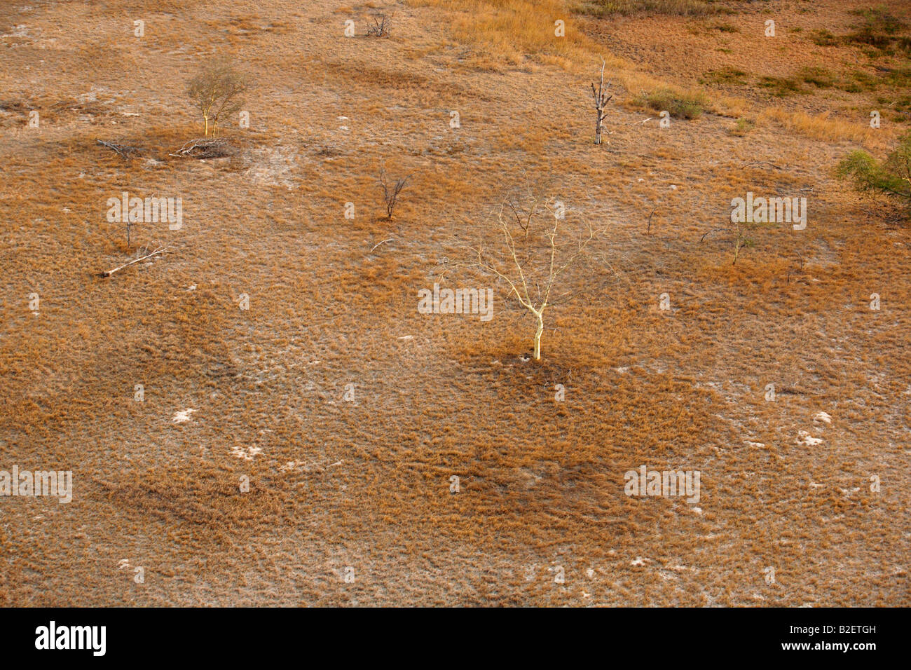 Aerial view of a lone Fever tree (Acacia xanthophloea) surrounded by tufted veld grass Stock Photo