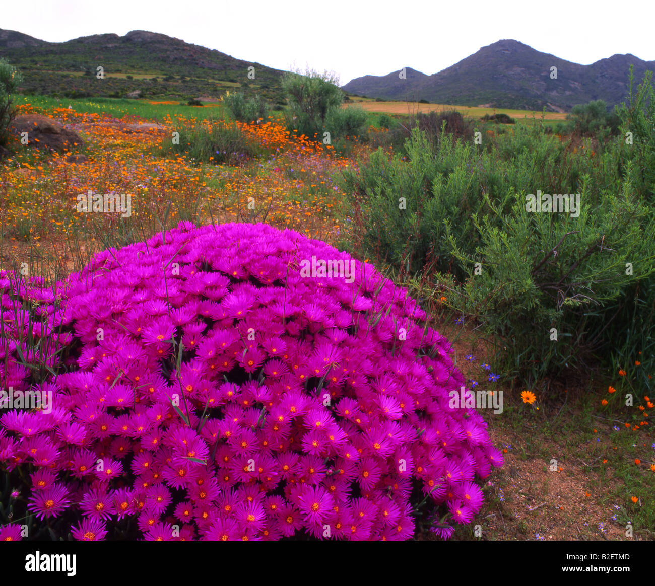 Wildflowers in bloom in spring in Namaqualand Stock Photo Alamy