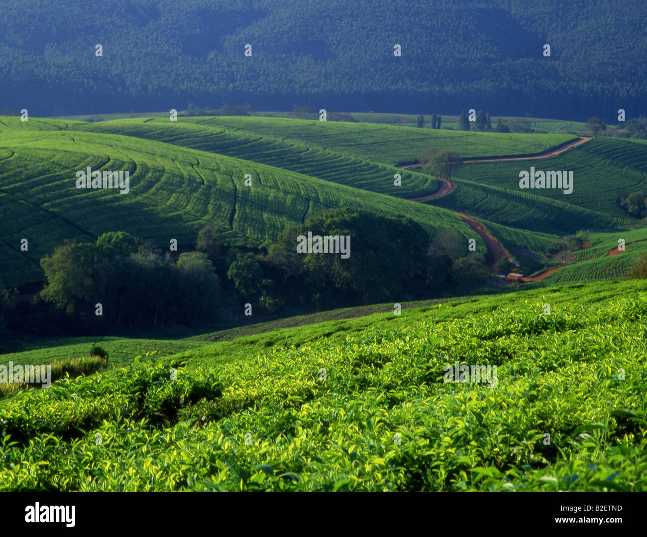 Tea Plantation near Tzaneen Stock Photo