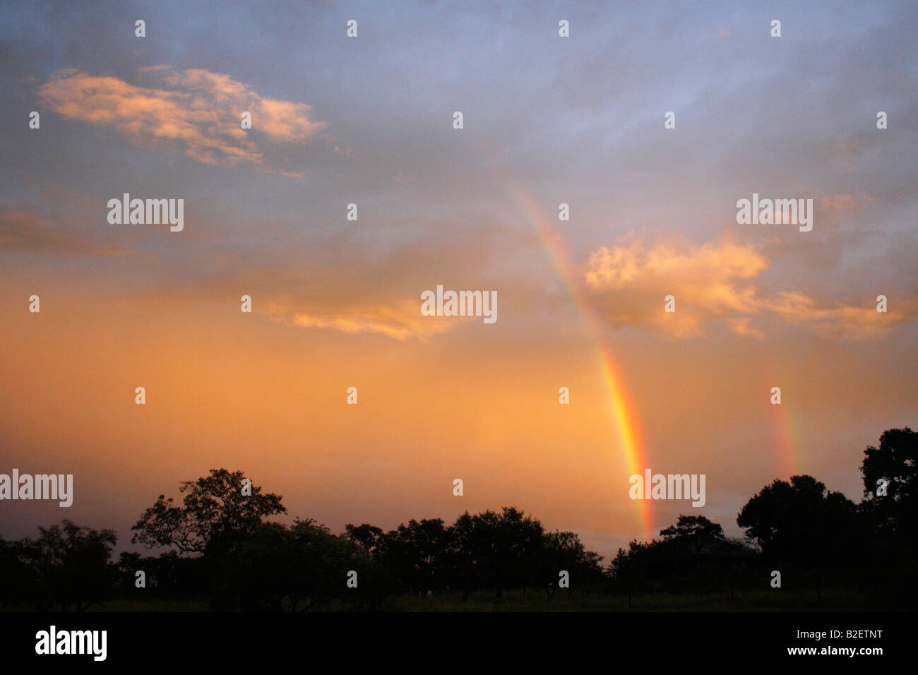 Tree canopies silhouetted against a rainbow Stock Photo