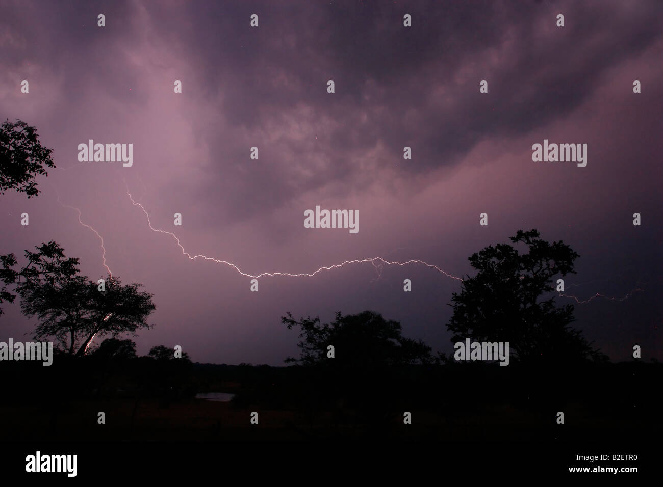 Trees silhouetted against a bushveld lightning storm Stock Photo - Alamy