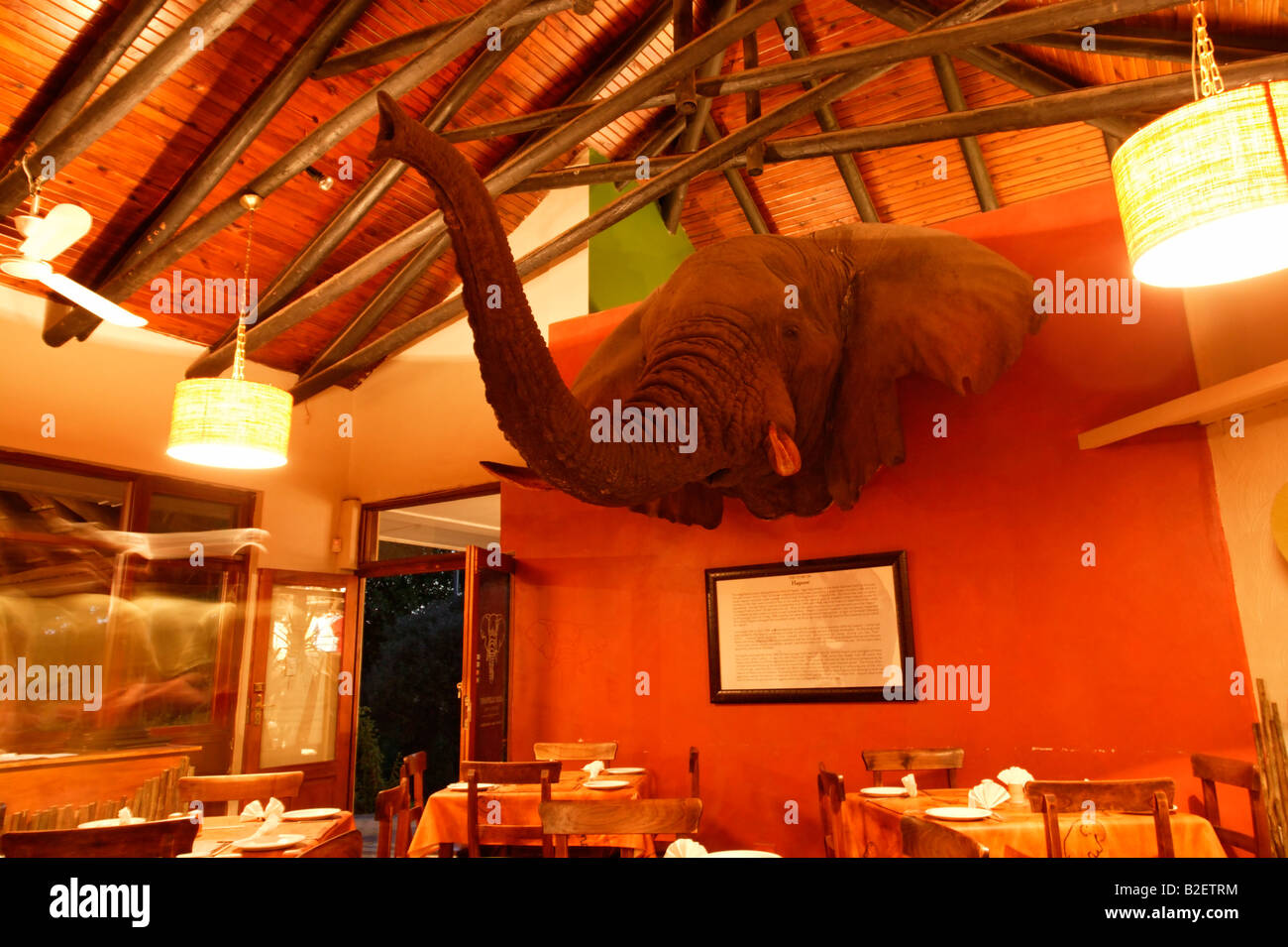 The mounted head of Hapoor in the restaurant in the main camp of the Addo Elephant Park. Stock Photo