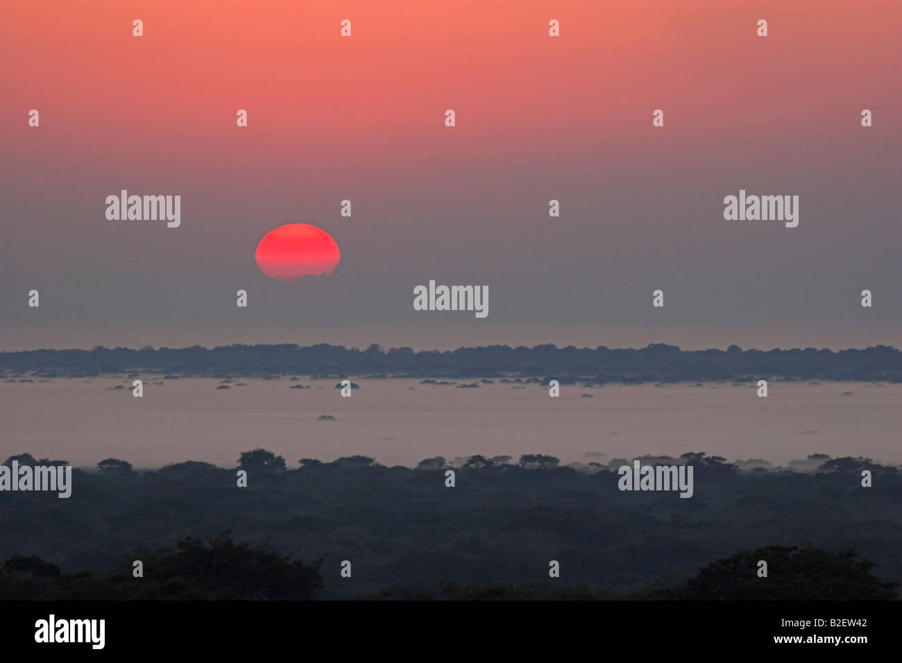 Sunrise over coastal plain with tree canopies rising above mist Stock Photo