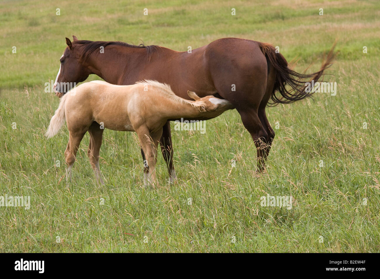 Chestnut quarter horse mare with nursing palomino foal, relaxing in a pasture of tall green