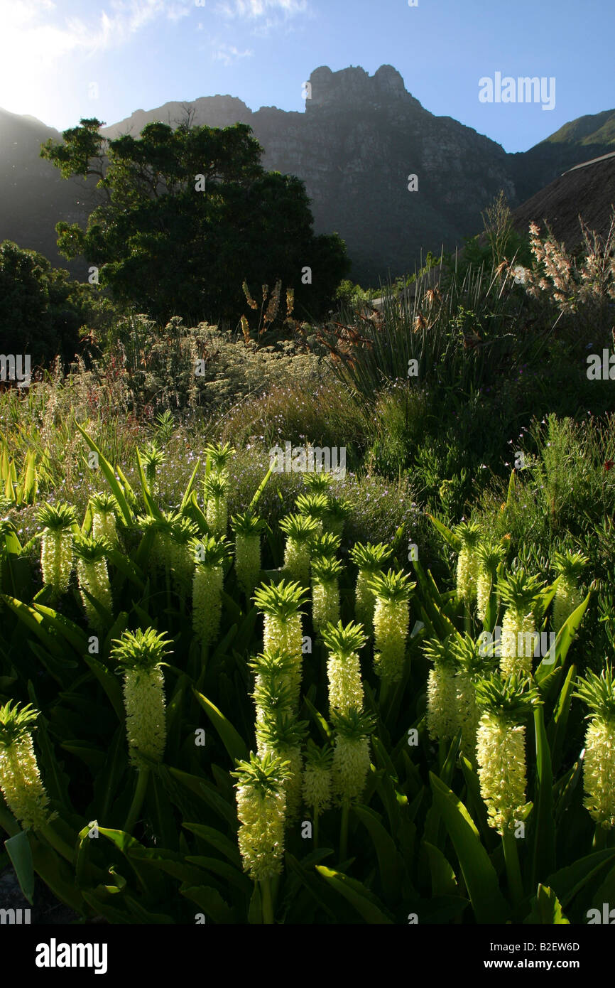 View of Table mountain with fynbos in the foreground at Kirstenbosch gardens Stock Photo