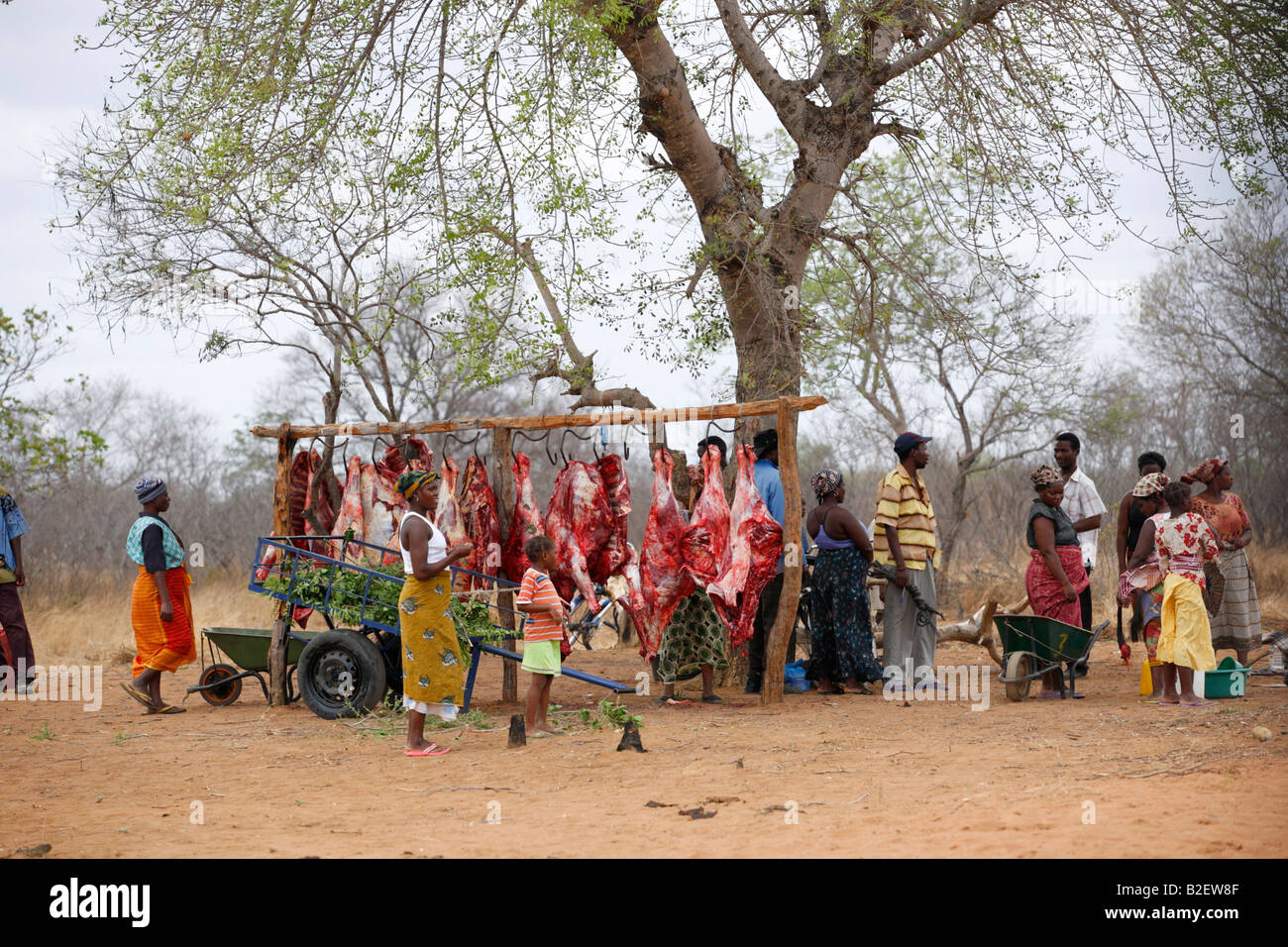 An outdoor butchery on the outskirts of Mapai showing slaughtered carcasses hanging on meat hooks beneath a tree Stock Photo
