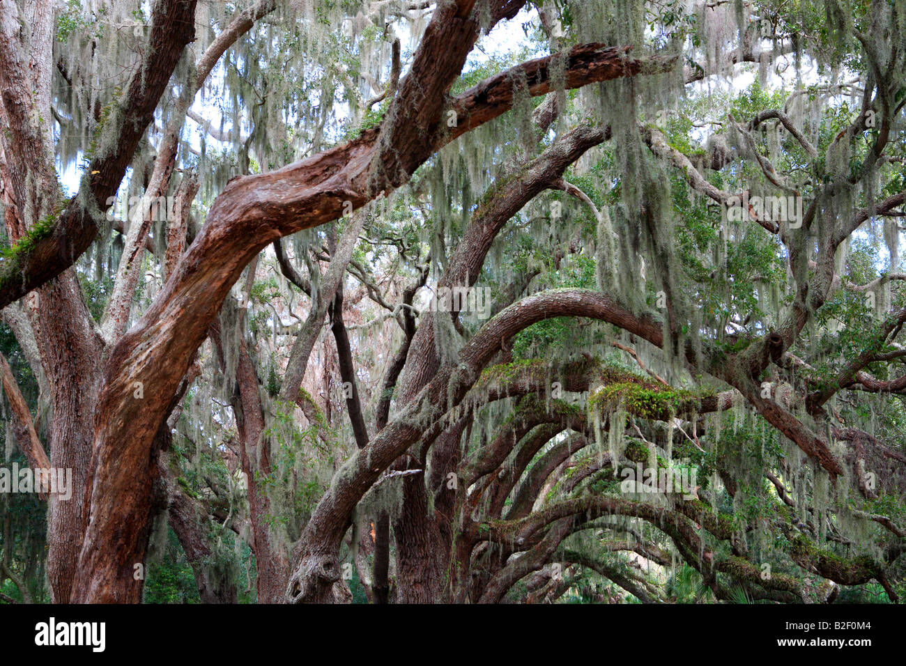 LIVE OAKS QUERCUS VIRGINIANA AND SPANISH MOSS TILLANDSIA USNEOIDES BY