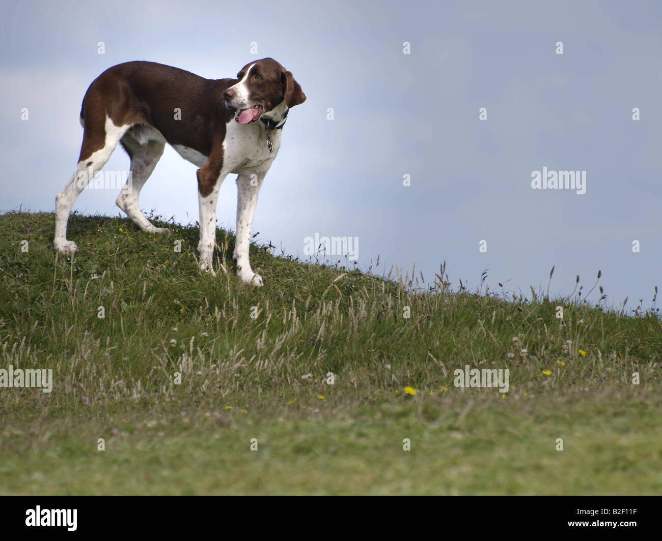 A pointer gun dog standing on a grassy hill, with a blue grey sky behind. Stock Photo