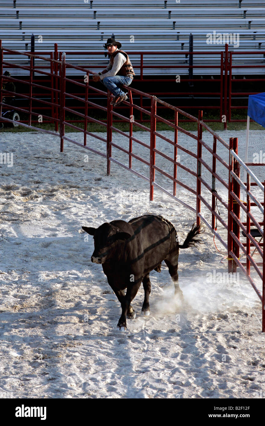 US Homestead Sankey's Rodeo School. Bullriding. A cowboy sitting on a fence, waiting for the bull to leave the arena. Stock Photo