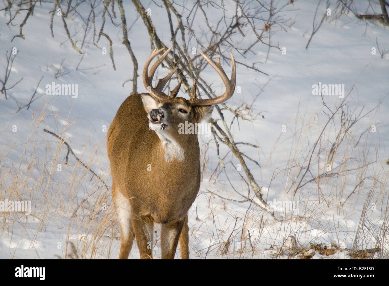 White tailed buck performing flehmen Stock Photo Alamy