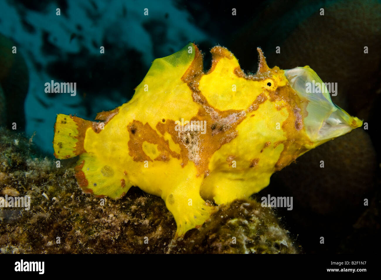 A longlure frogfish, Antennarius multiocellatus, opens it's mouth in a yawning/stretching exercise. Bonaire, Caribbean. Stock Photo