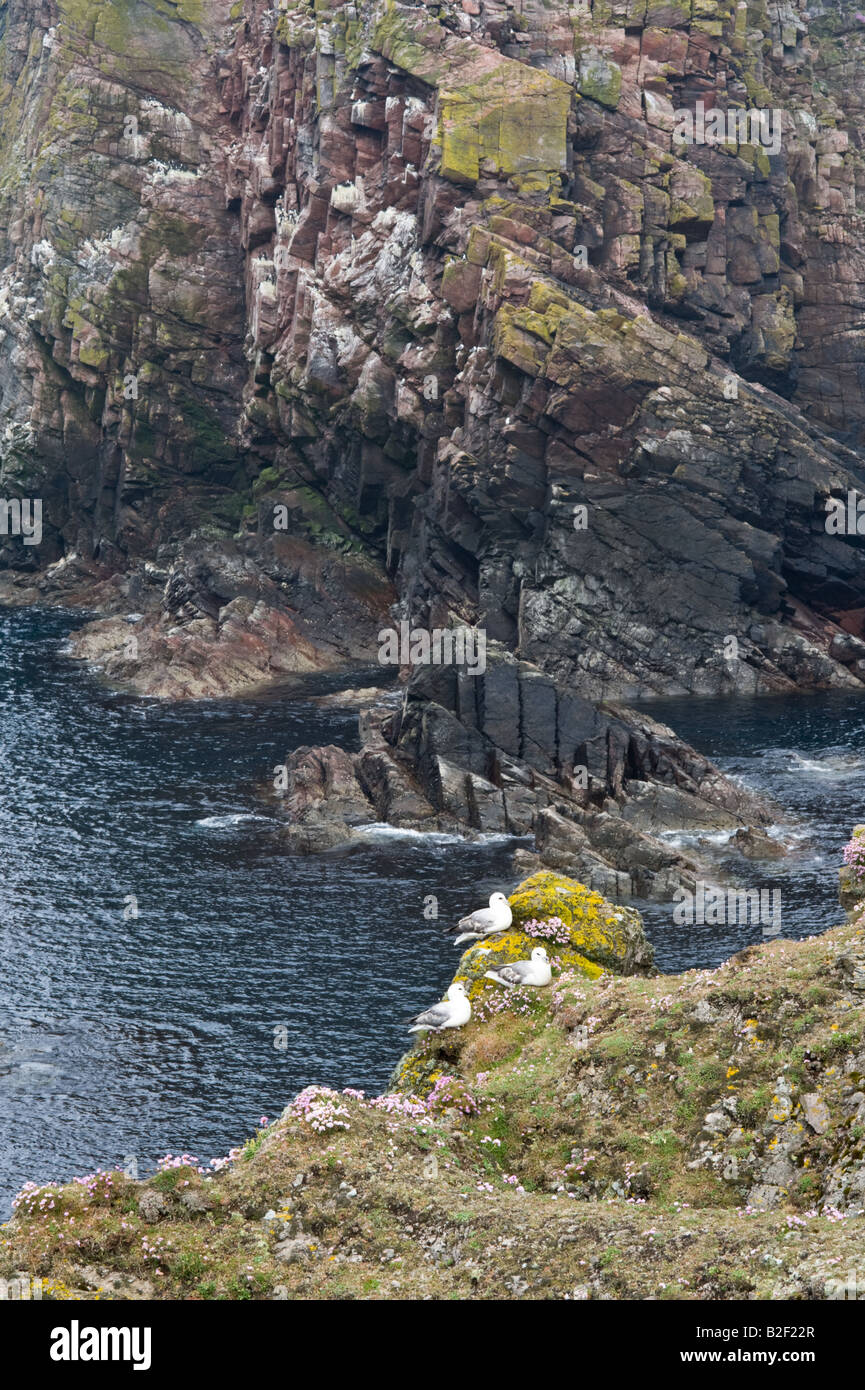 Fulmar (Fulmarus glacialis) nesting on the sandstone cliff ledge among flowering thrift (Armeria maritime) Fair Isle Shetlands Stock Photo