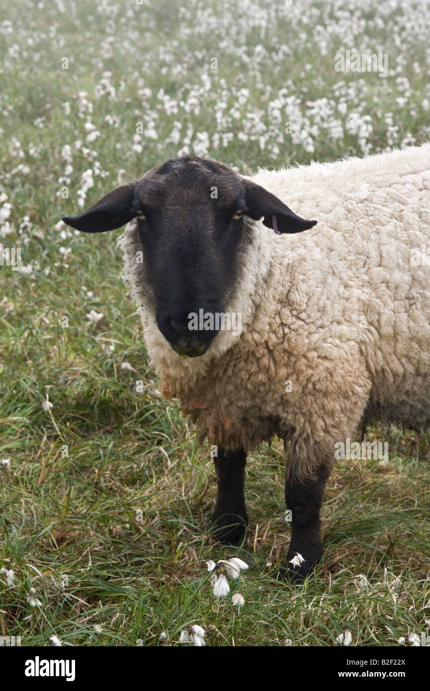 Suffolk ram in meadow with cotton grass Fair Isle Shetland Islands Scotland UK Europe June Stock Photo