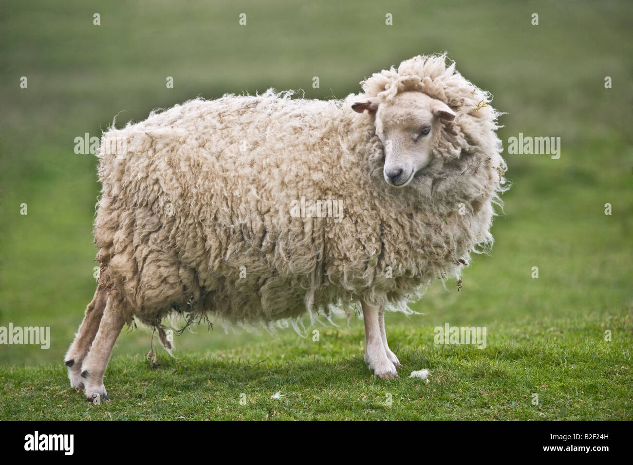 Shetland Sheep White Ewe stretching Hermaness Unst Shetland Islands Scotland UK Europe Stock Photo