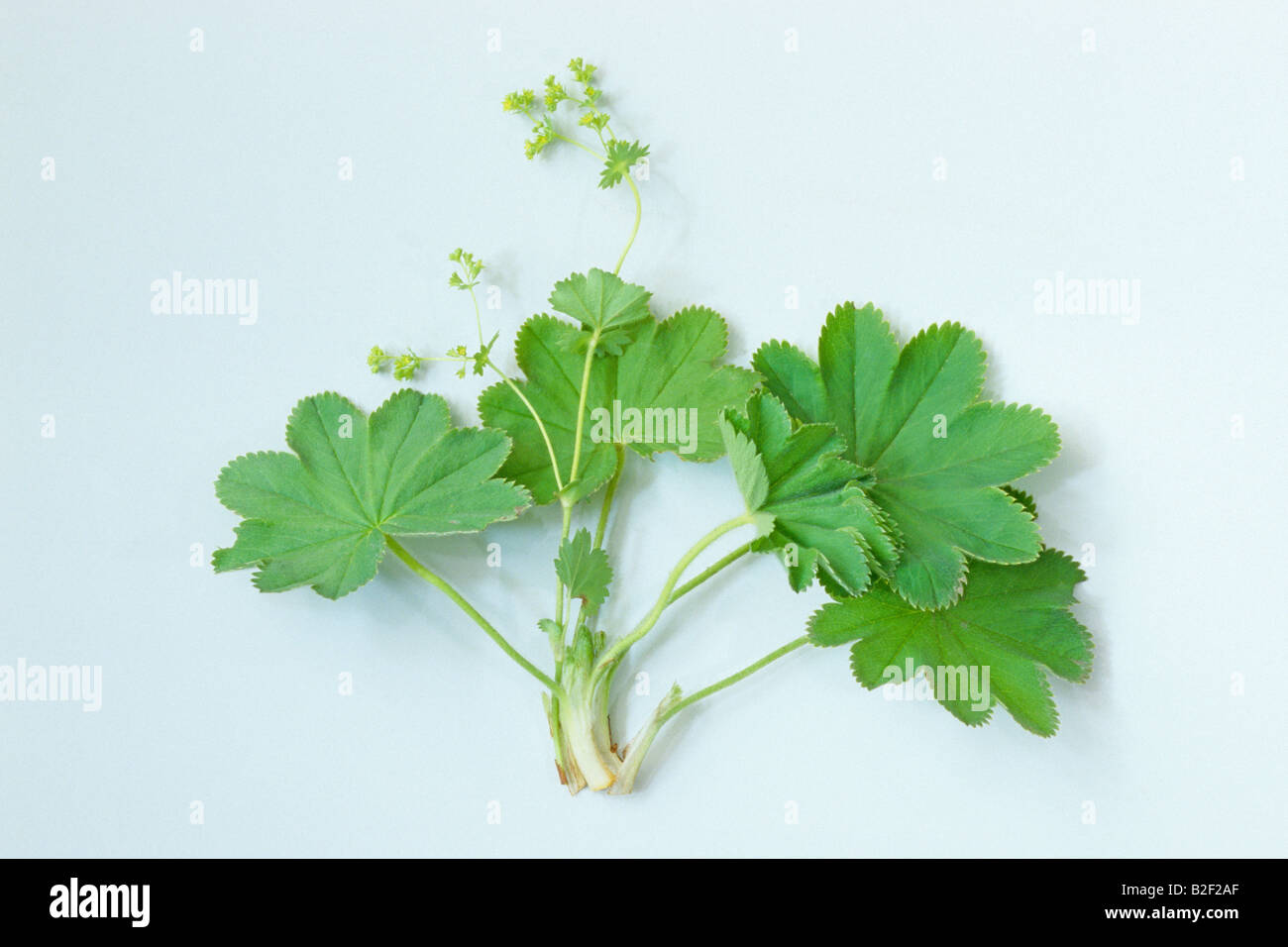 Ladys Mantle (Alchemilla vulgaris), leaves and flowers Stock Photo