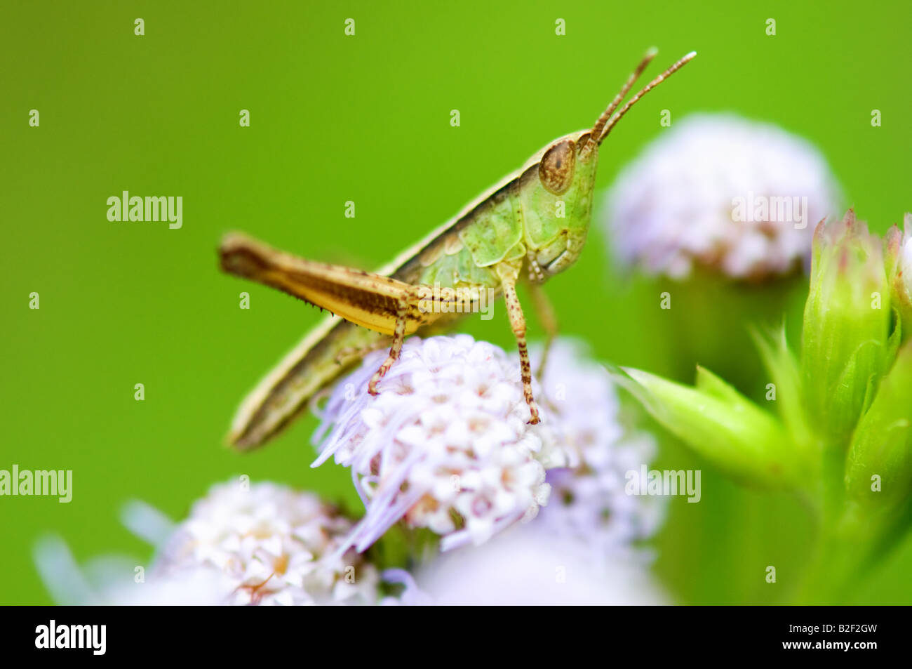 The side view of grasshopper on eupatorium flowers Stock Photo