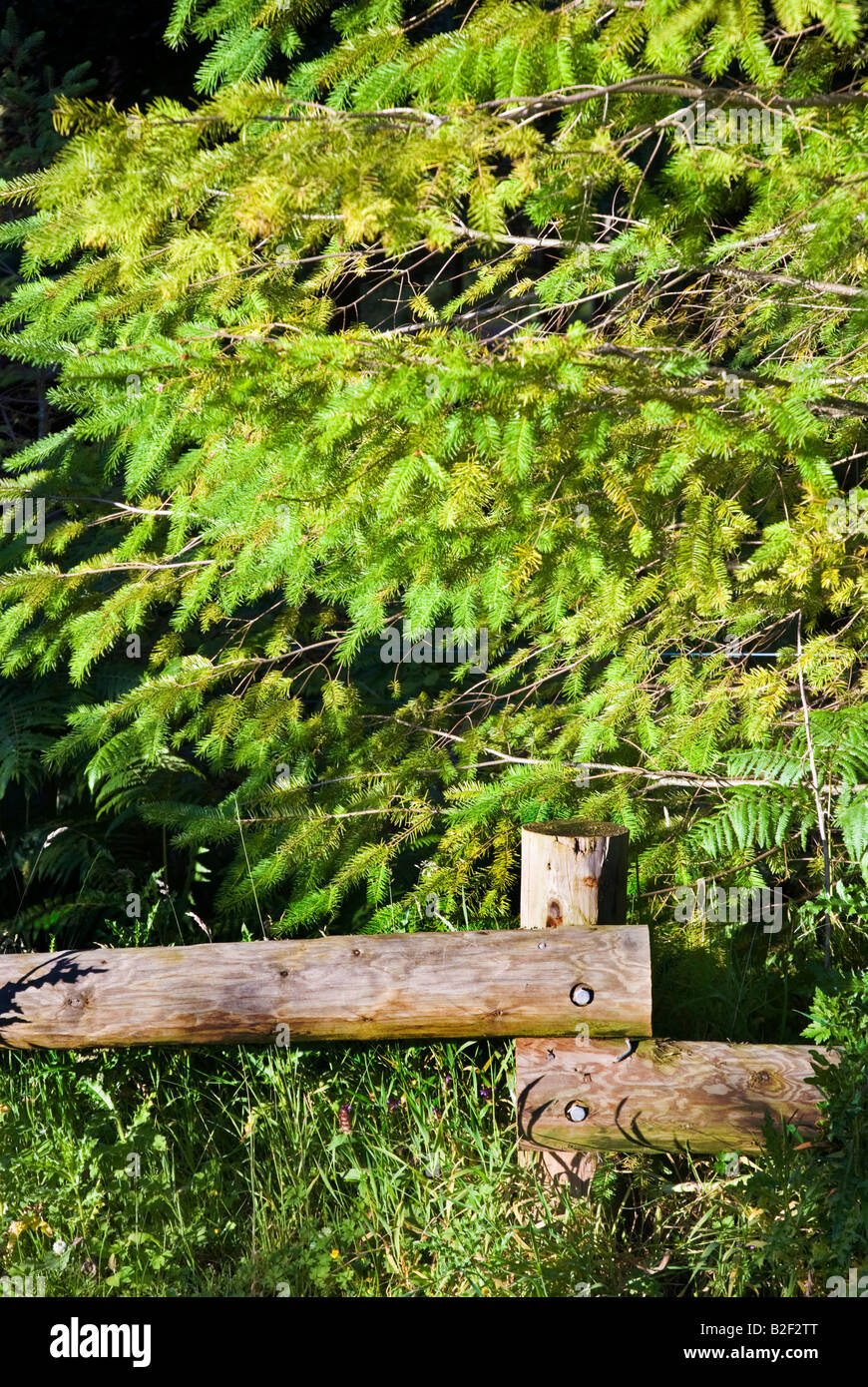 Tress and fence Possible corporate pic Stock Photo