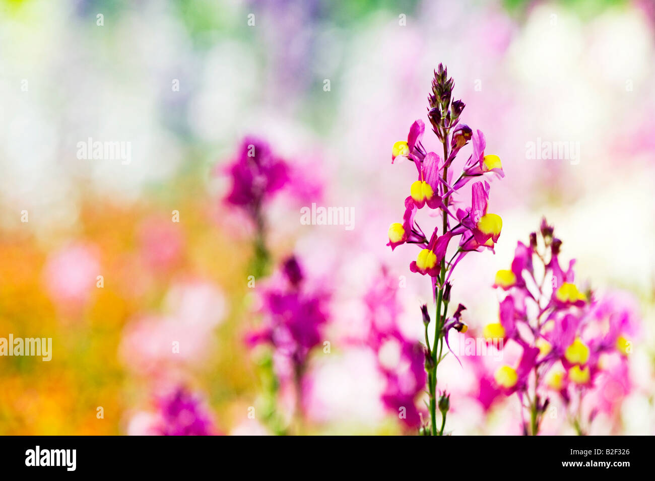 Linaria 'Marrocana'. Spurred Snapdragon flowers Stock Photo