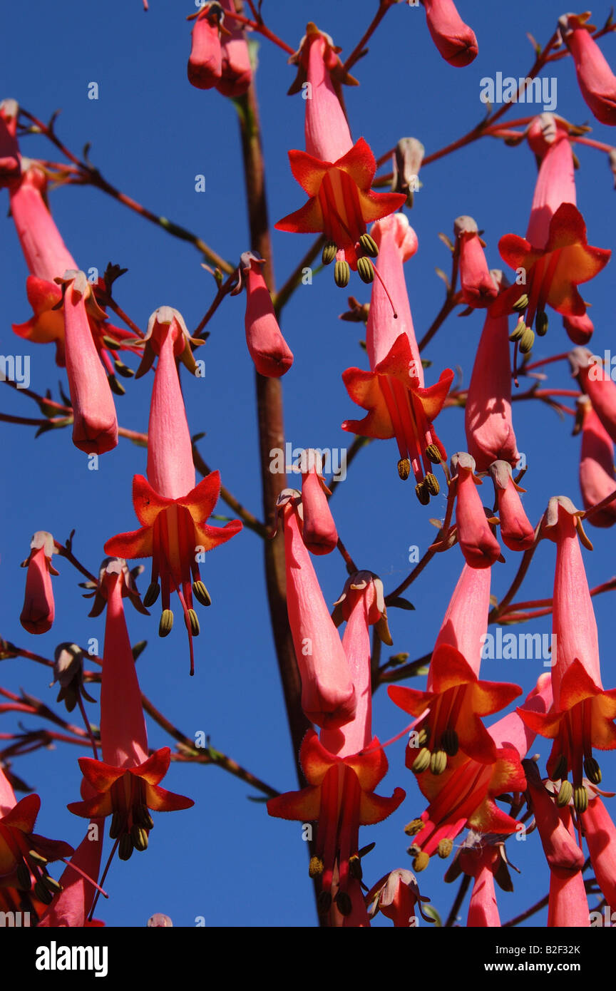 Red Fuchsia with Classic Blue Sky Stock Photo