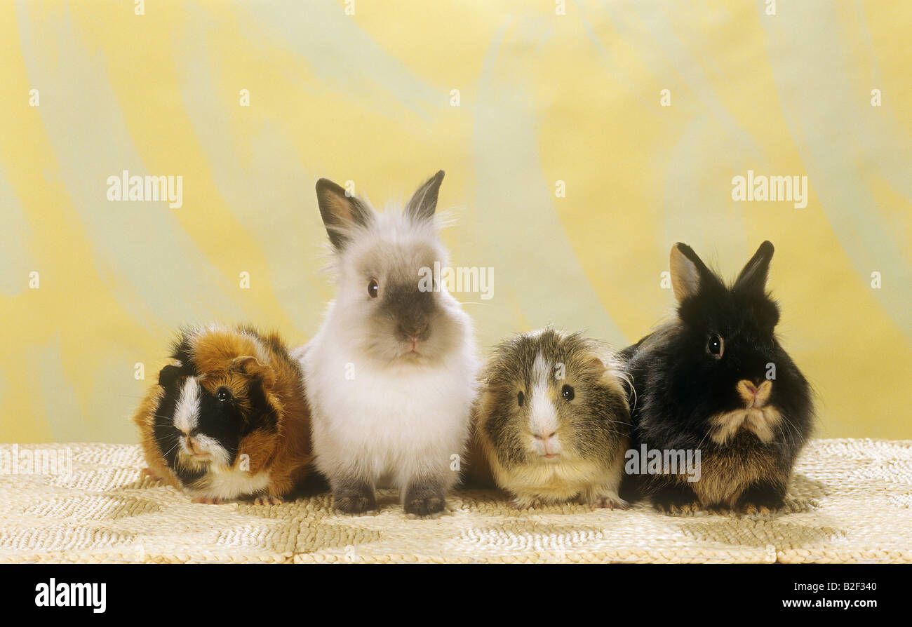 animal friendship two dwarf rabbits and two guinea pigs Stock Photo