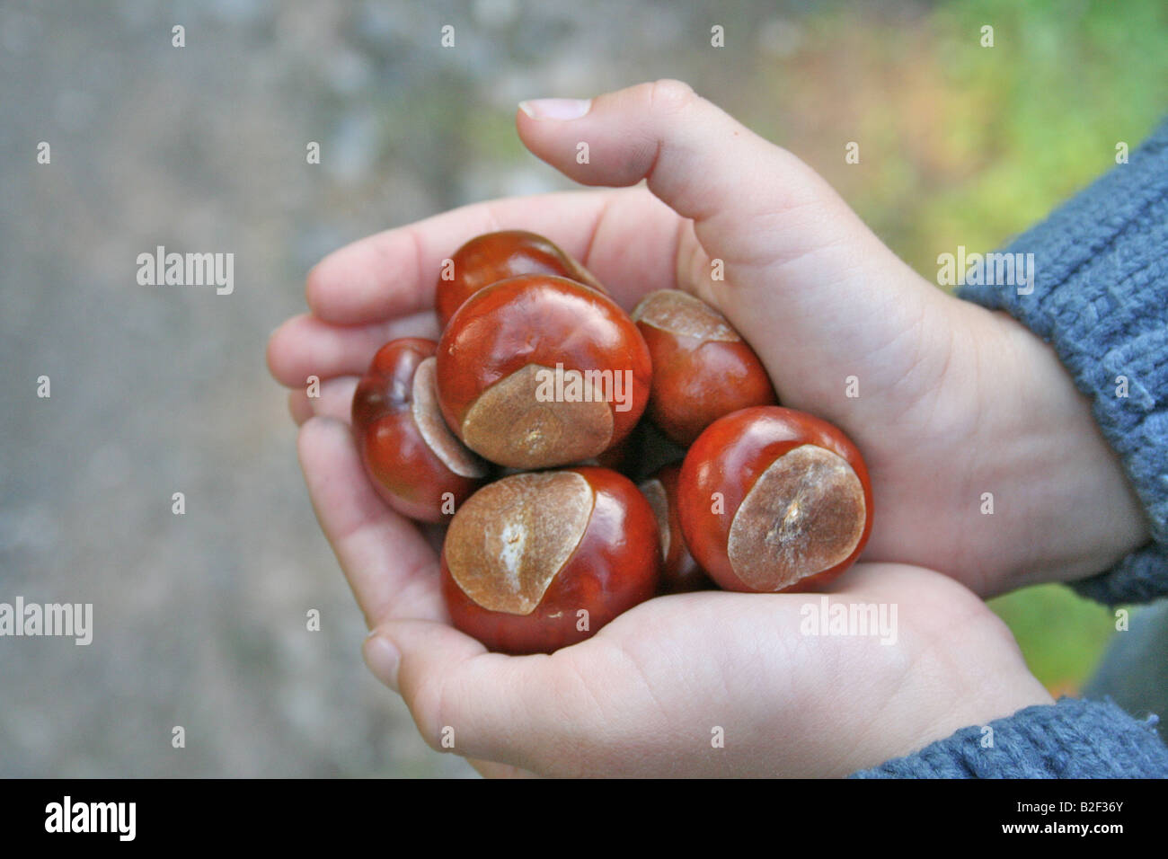 A child's hands holding a harvest of conkers Stock Photo
