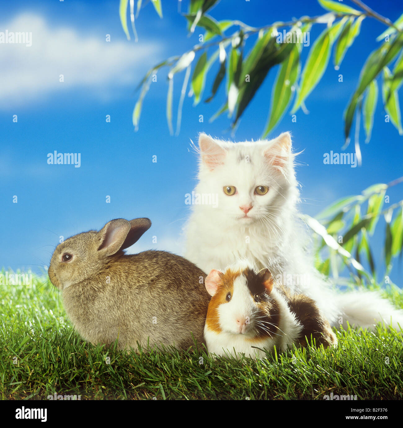 animal friendship persian cat, dwarf rabbit and guinea pig Stock Photo Alamy