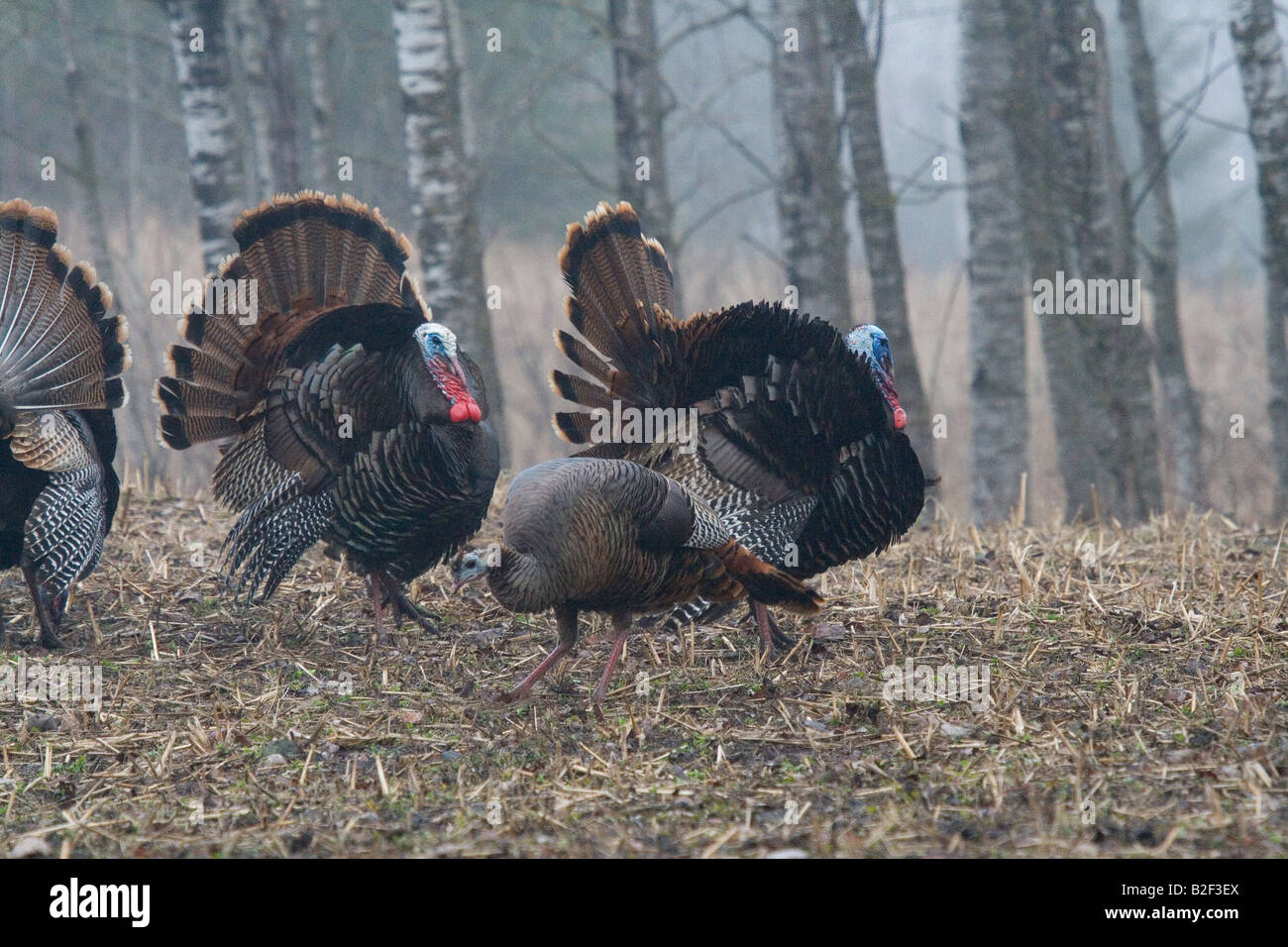 Jake eastern wild turkey in spring Stock Photo - Alamy