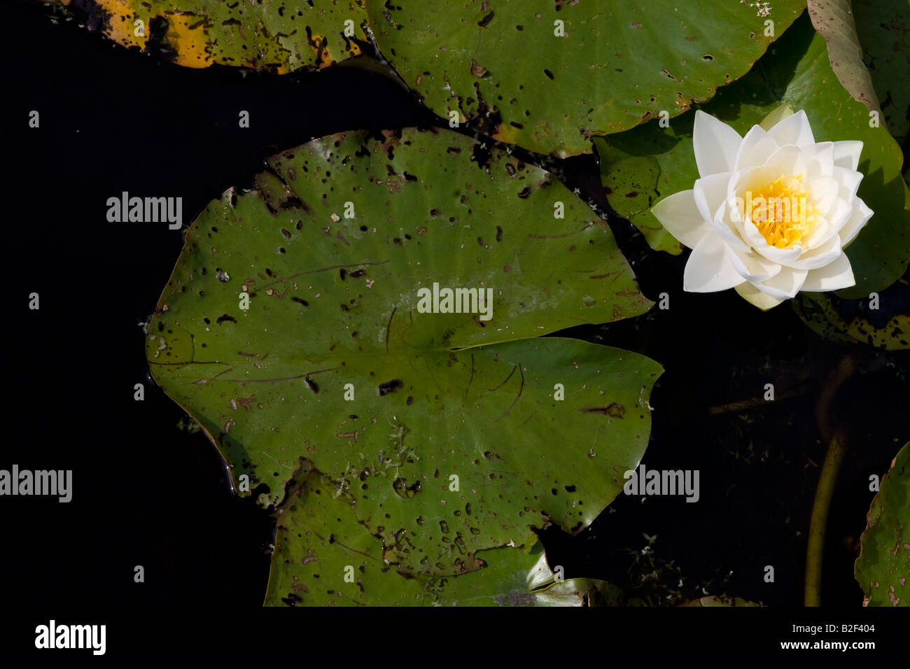 A water lily with leaf in a pond Stock Photo - Alamy