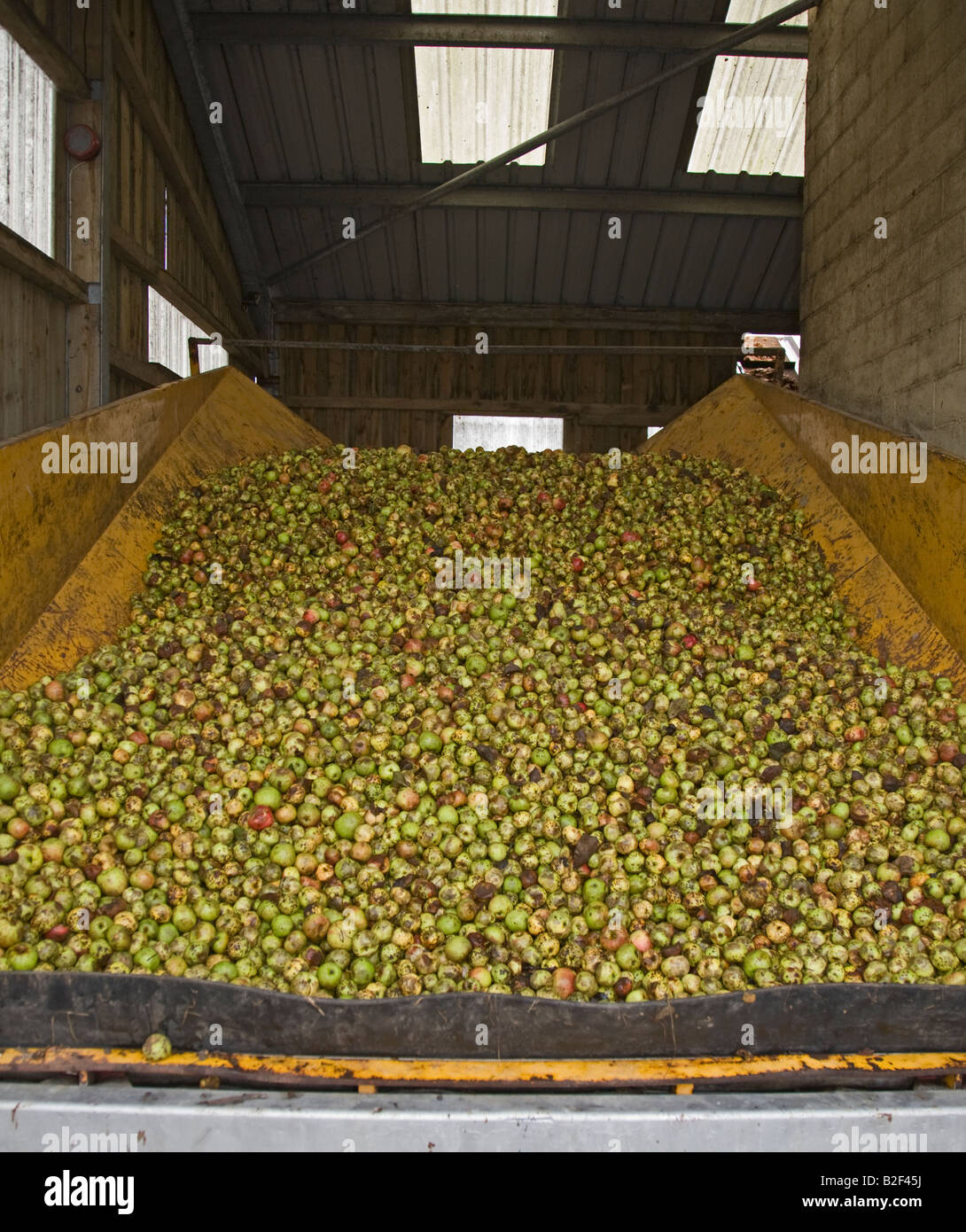 Cider Apples ready for pressing, Somerset, England Stock Photo