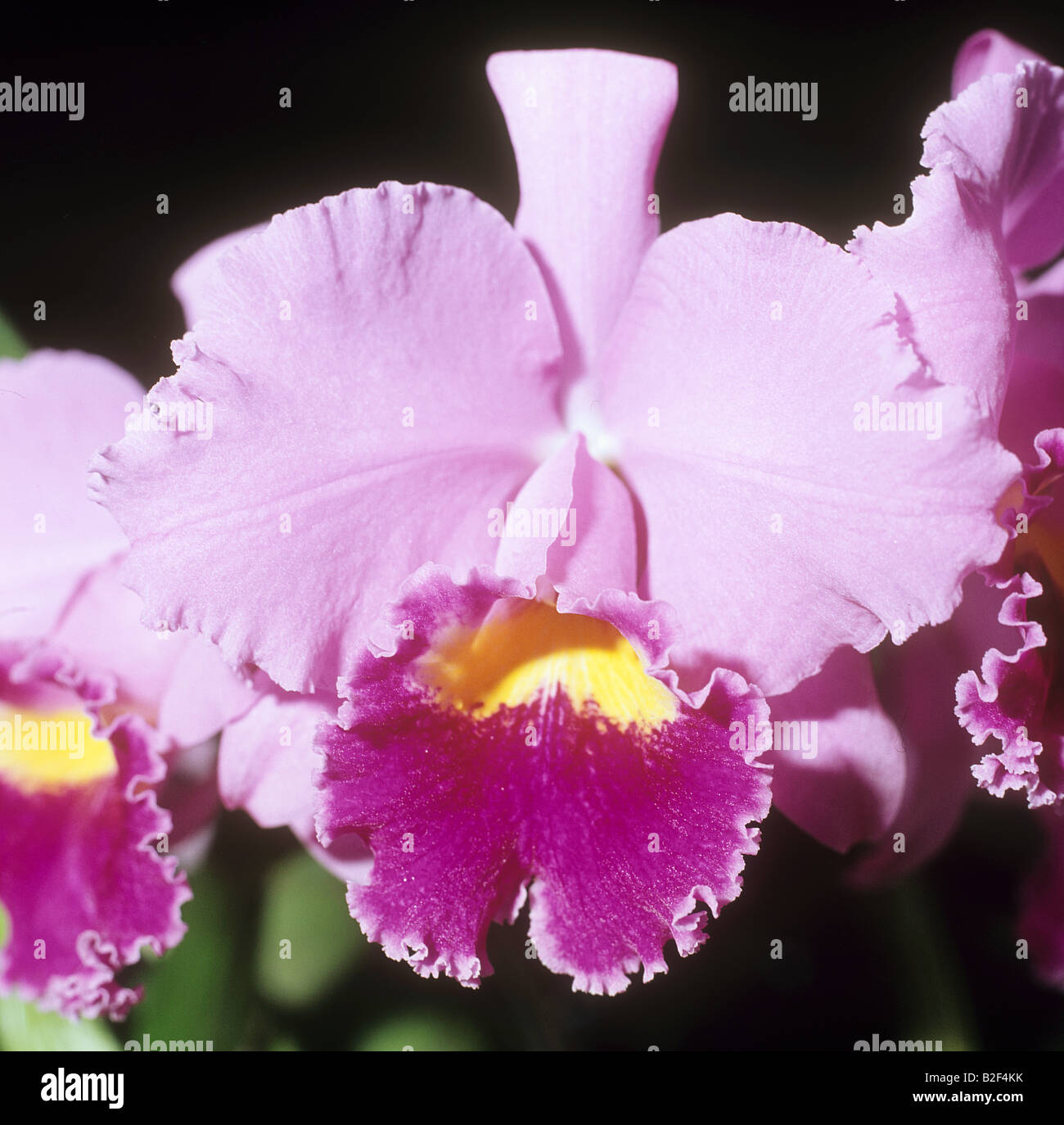 orchid (Laeliocattleya) - blossoms Stock Photo