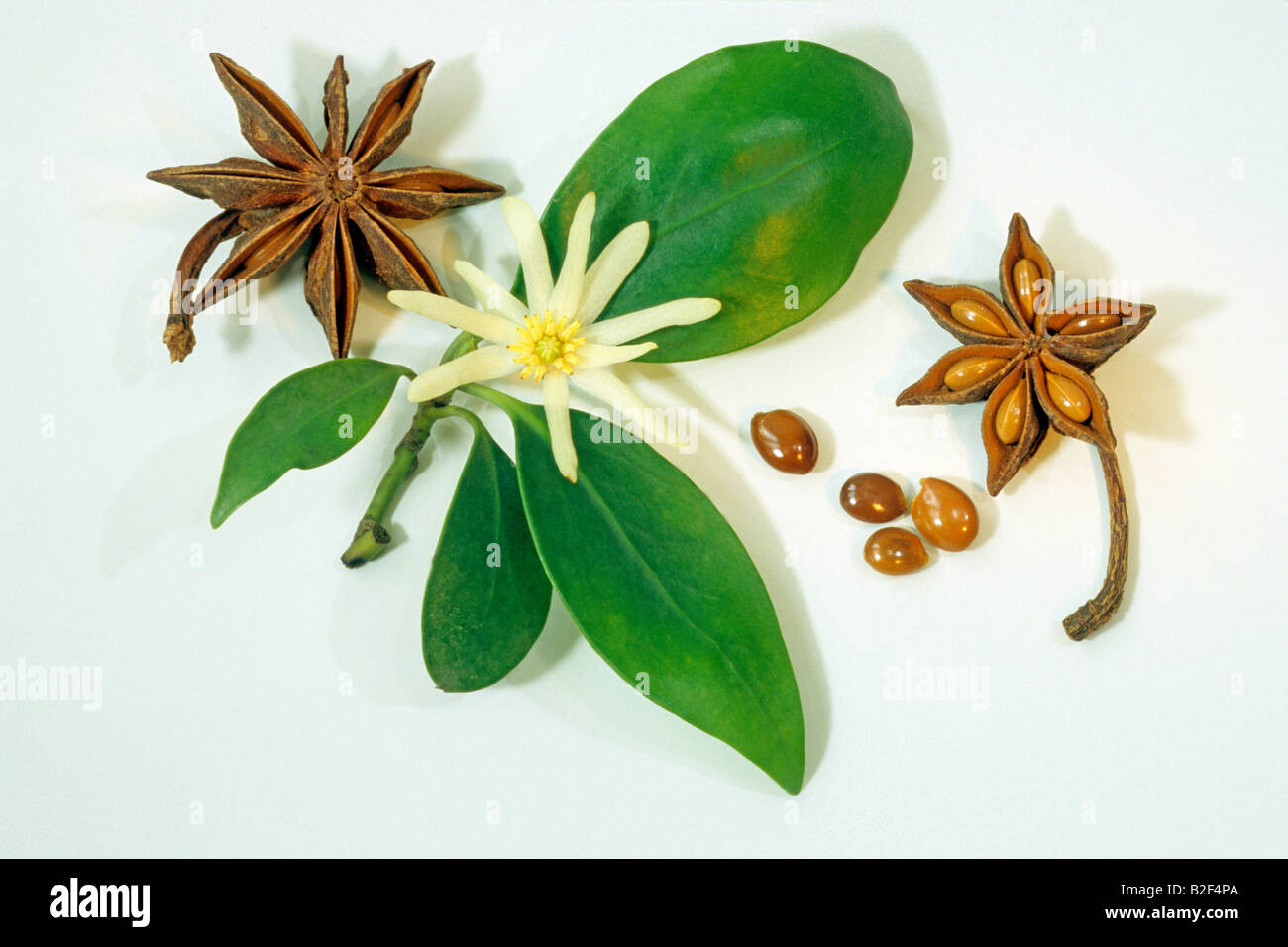Aniseed Tree, Star Anise (Illicium verum), leaves, flower and seeds, studio picture Stock Photo