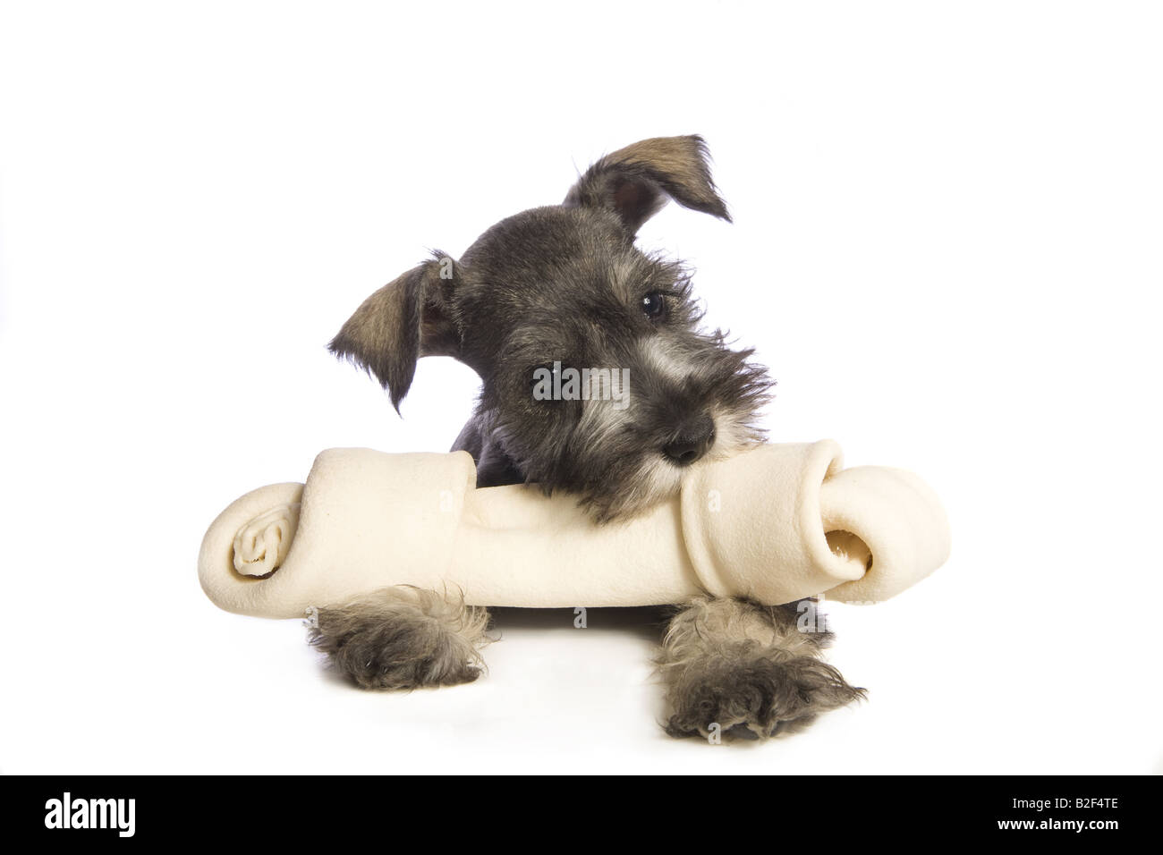 https://c8.alamy.com/comp/B2F4TE/adorable-miniature-schnauzer-puppy-with-big-rawhide-bone-isolated-B2F4TE.jpg