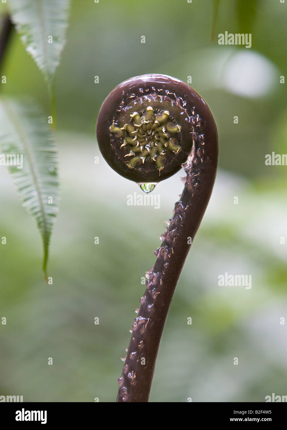 Plants Of Dominica High Resolution Stock Photography and Images Alamy