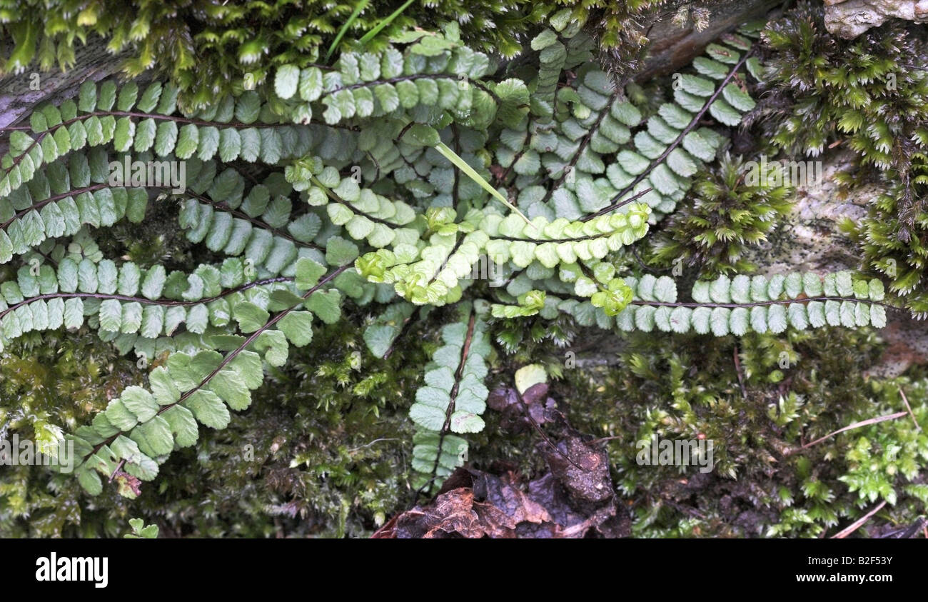 Maidenhair spleenwort hi-res stock photography and images - Alamy