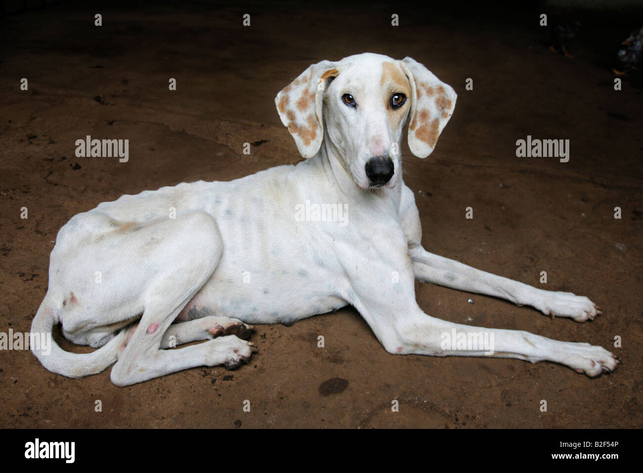 Skinny white dog hi-res stock photography and images - Alamy