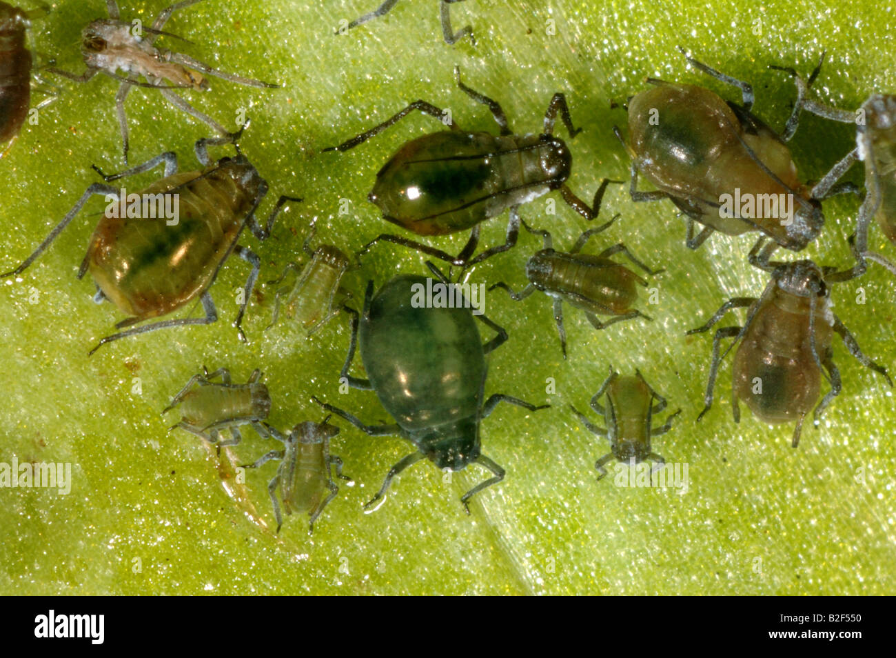 Water lily aphid Rhopalosiphum nympheae on greater spearwort Ranunculus lingua Stock Photo