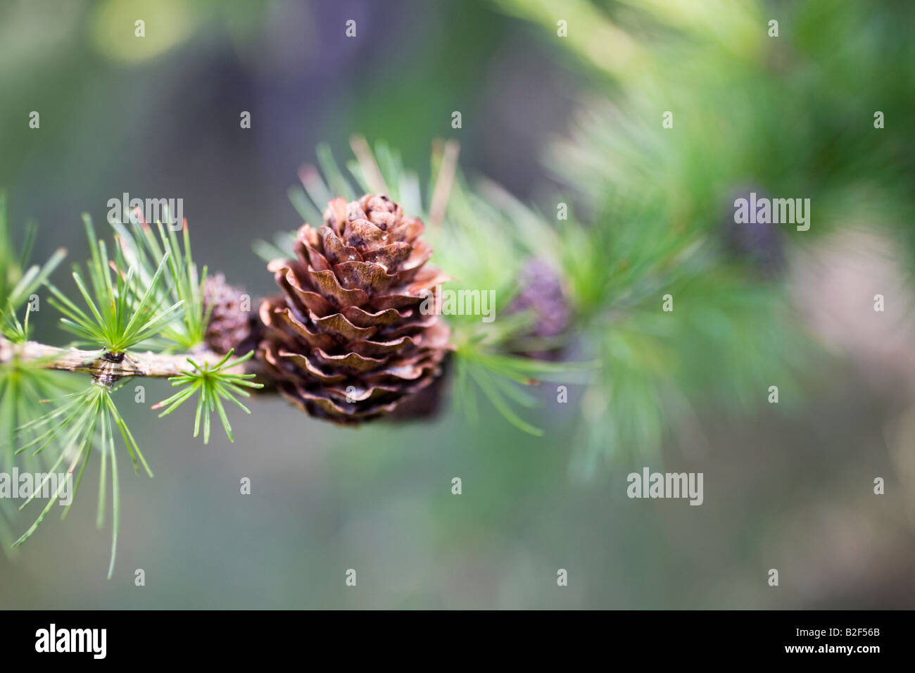 Pine cone on a pinus branch with green needles Stock Photo