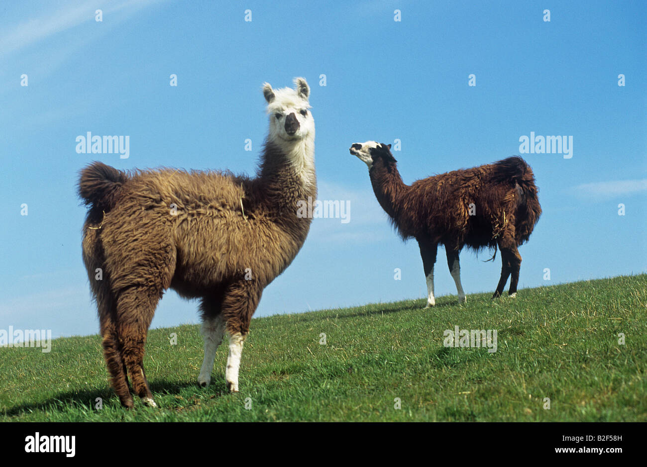 two llamas - standing on meadow Stock Photo