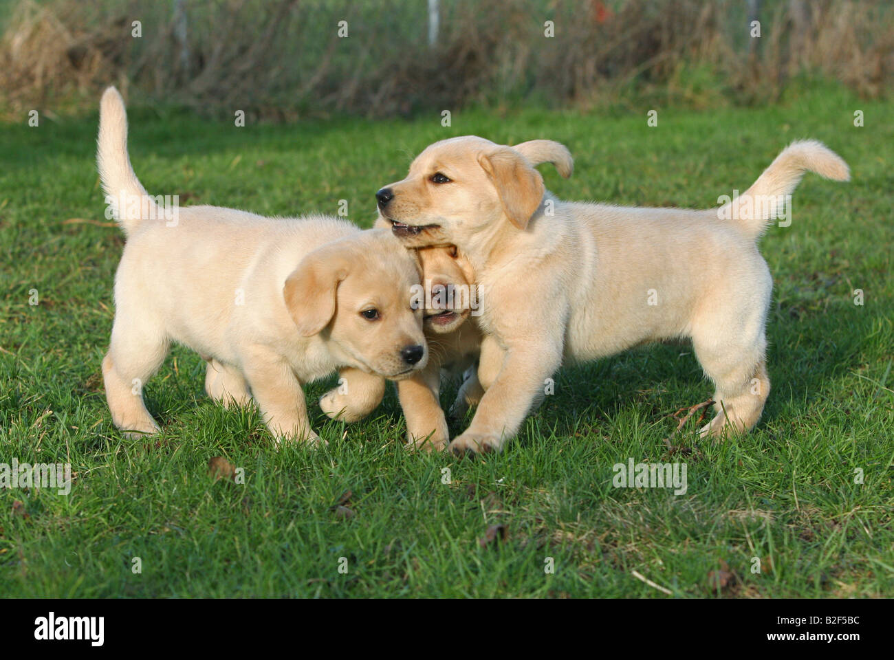 group-playing-on-lawn-hi-res-stock-photography-and-images-alamy
