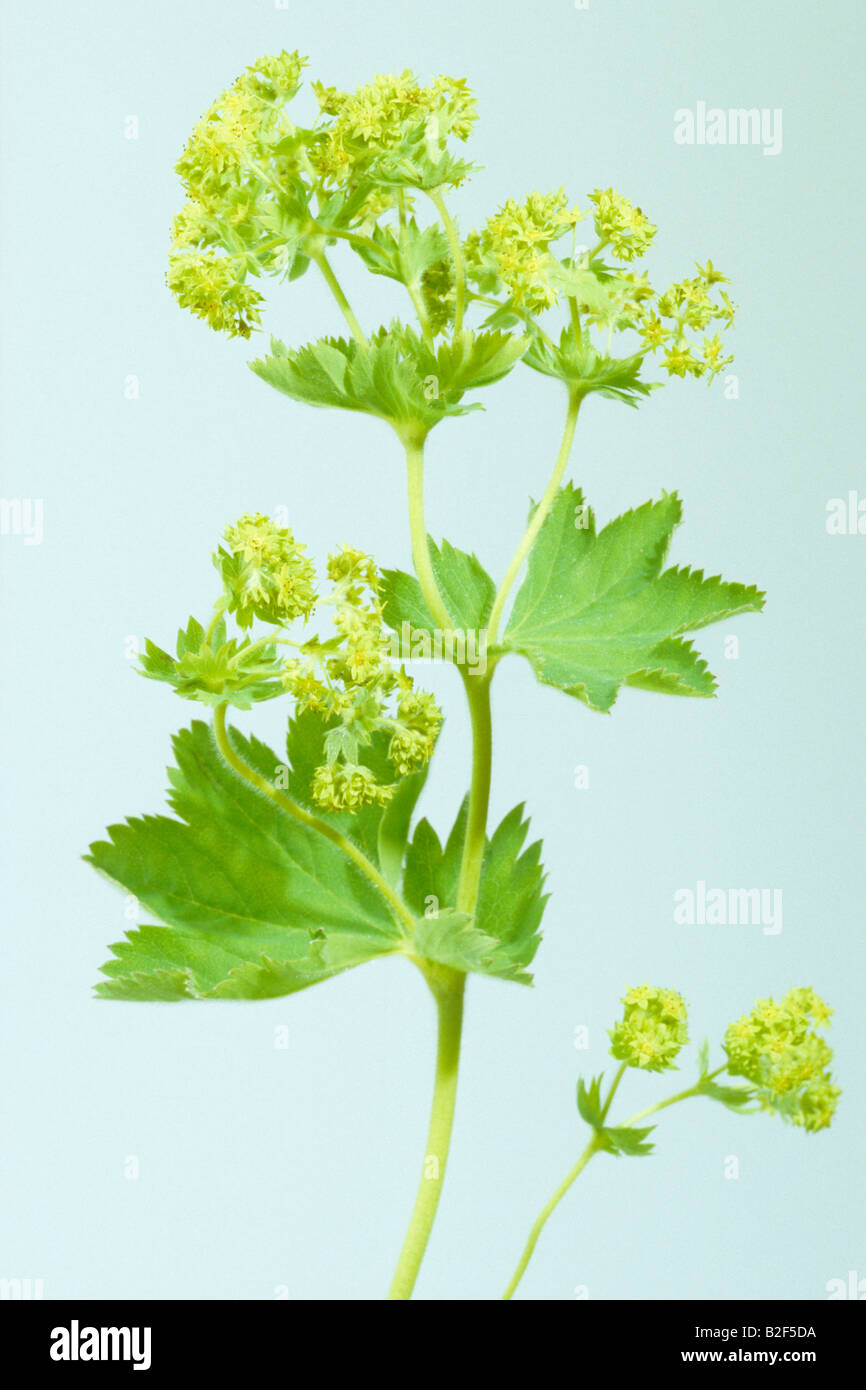 Ladys Mantle (Alchemilla mollis), flowering stems, studio picture Stock Photo
