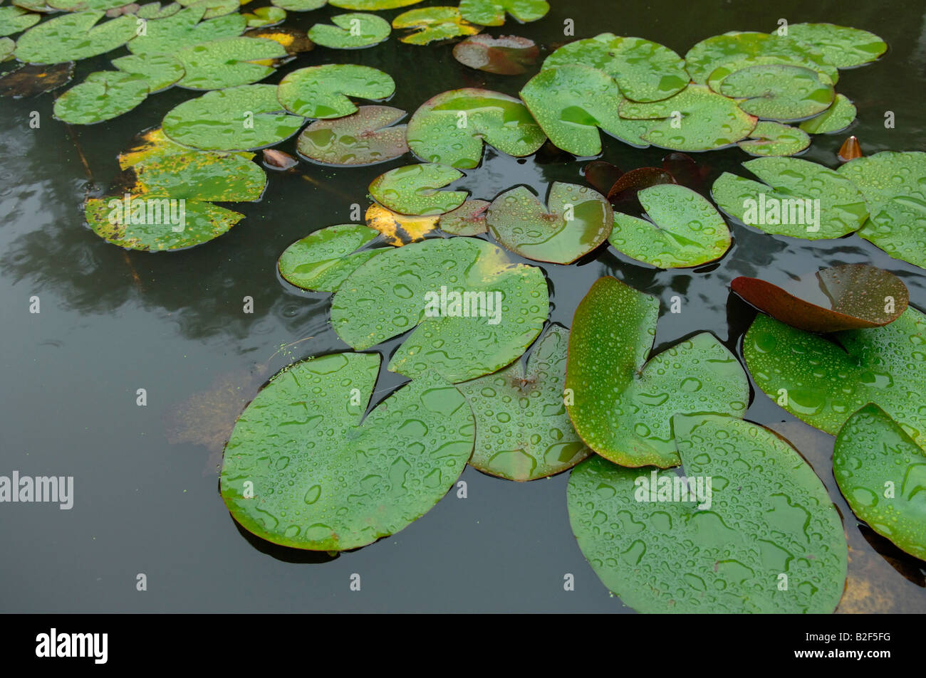 Water lily leaves on a garden pond in the rain in summer Stock Photo