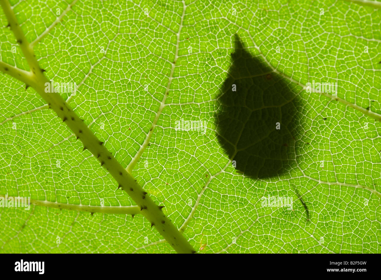 Birch leaf on a Gunnera manicata / Chilean rhubarb leaf. UK Stock Photo